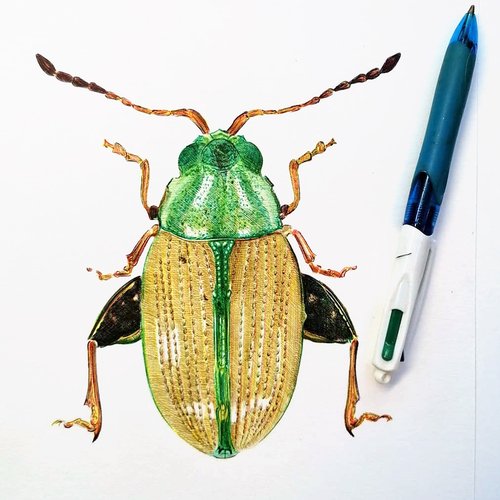 Christophe Holeman's Pen Art