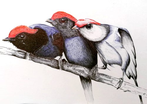 Christophe Holeman's Pen Art