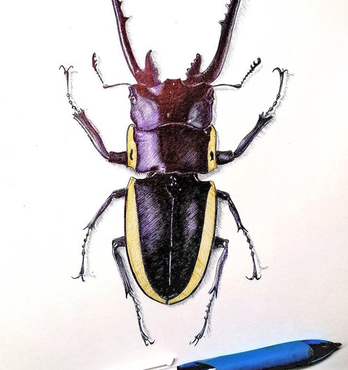 Christophe Holeman's Pen Art