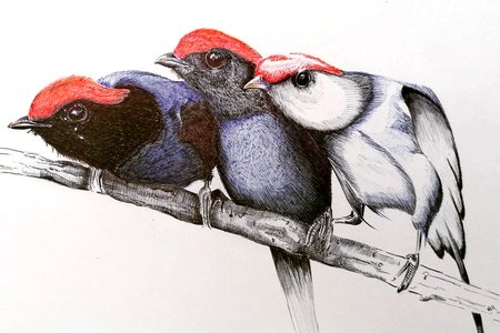 Bic Pen Art