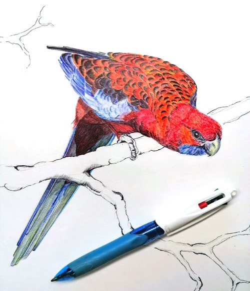 Christophe Holeman's Pen Art
