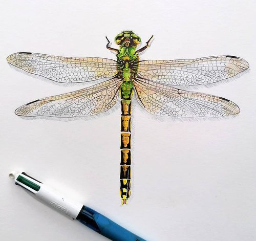 Christophe Holeman's Pen Art