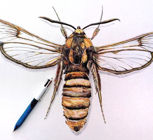 Christophe Holeman's Pen Art