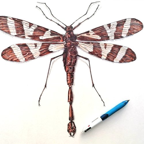 Christophe Holeman's Pen Art